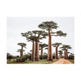 Cuadro Baobab